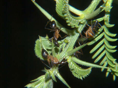 Image de Camponotus sexpunctatus Forel 1894
