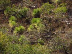 Слика од Yucca queretaroensis Piña Luján