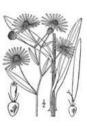 Image of claspingleaf doll's daisy