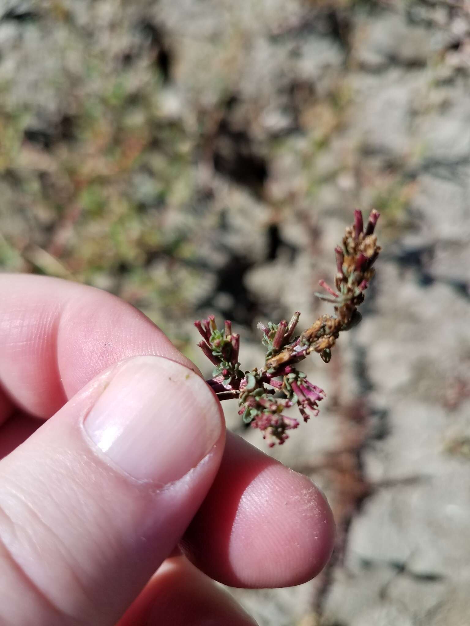 Plancia ëd Lythrum tribracteatum Sprengel