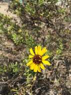 Sivun Encelia laciniata Vasey & Rose kuva