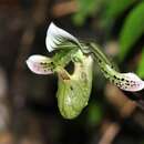 Image of Paphiopedilum schoseri Braem & H. Mohr