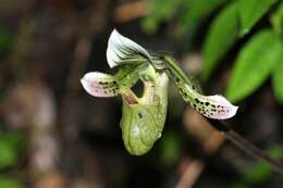 Image of Paphiopedilum schoseri Braem & H. Mohr