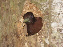 Image of Chestnut Woodpecker