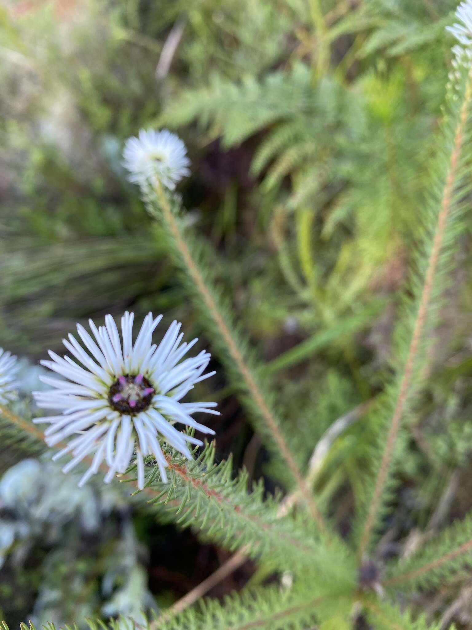 Image of Staavia glutinosa (L.) Dahl