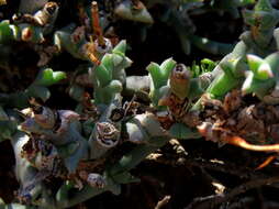 Image of Ruschia beaufortensis L. Bol.