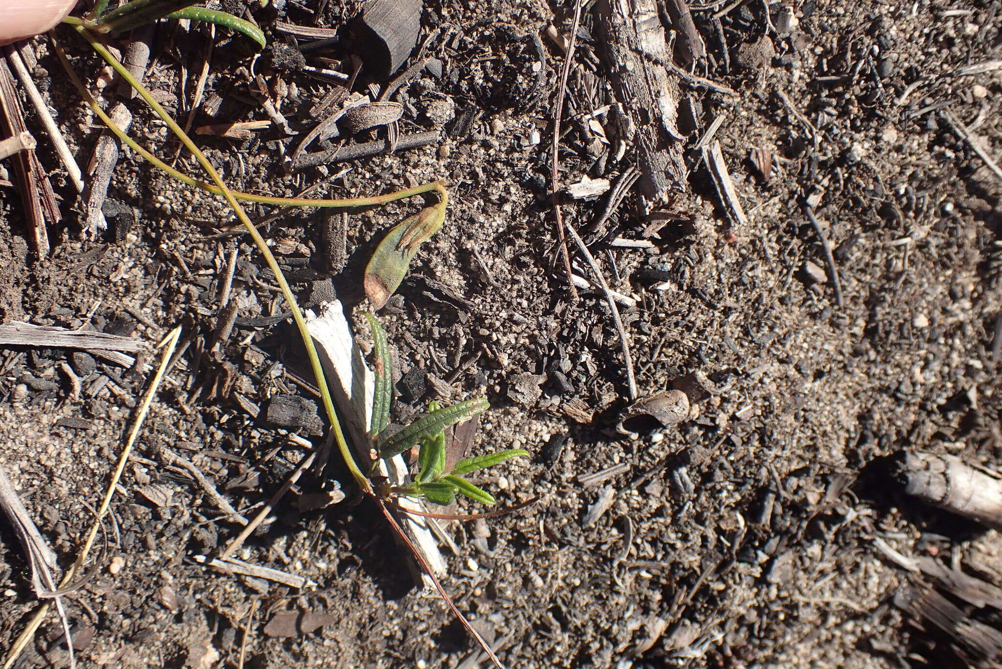 Image of Rhynchosia leucoscias Harv.