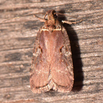 Image of Agonopterix lythrella Walsingham 1889