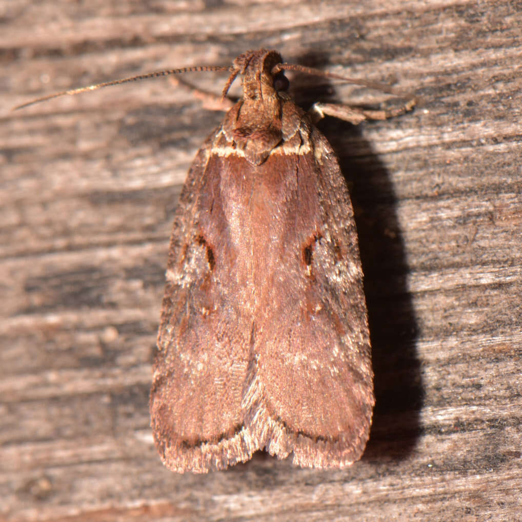 Imagem de Agonopterix lythrella Walsingham 1889