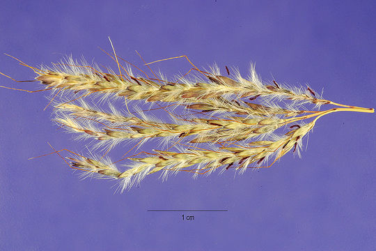 Image of yellow bluestem