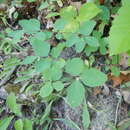 Image of Symphoricarpos albus var. albus