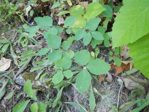 Image of Symphoricarpos albus var. albus