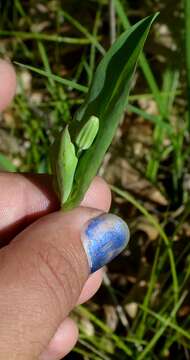 Image of twoflower dwarfdandelion