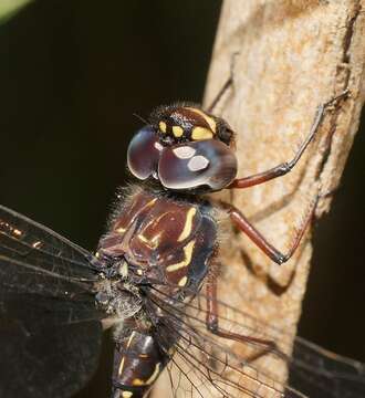 Image of Multi-spotted Darner