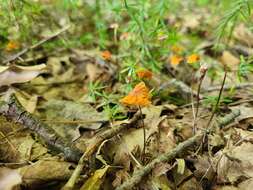 Image of Marasmius fulvoferrugineus Gilliam 1976