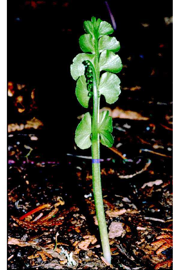 Botrychium lunaria (rights holder: "<a href=""http://www.pwrc.usgs.gov/WLI/"">USDA NRCS Wetland Science Institute</a>.")