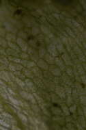 Image of Pellia alpicola L. Soderstr., A. Hagborg, von Konrat & Phytotaxa