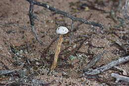 Image of Battarreoides diguetii (Pat. & Har.) R. Heim & T. Herrera 1962