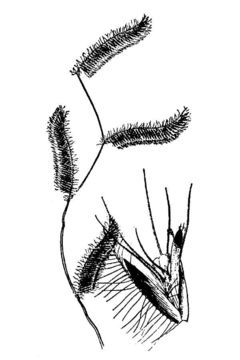 Image of Parry's grama