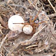 Latrodectus pallidus O. Pickard-Cambridge 1872的圖片