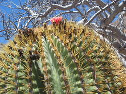 Image of Ferocactus diguetii subsp. diguetii