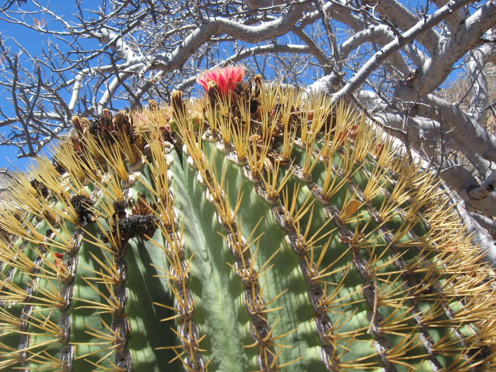 Image of Ferocactus diguetii subsp. diguetii