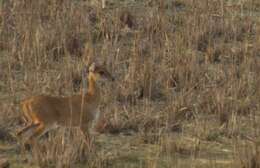 Image of Four-horned Antelopes