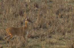 Image of Four-horned Antelope