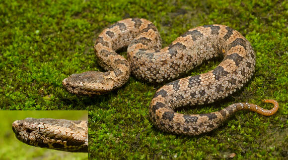 Image of Chinese Mountain Pit Viper