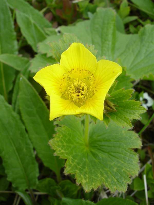 Image of Caltha-Leaf Avens