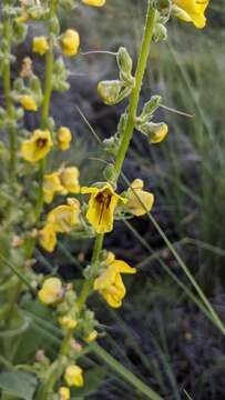 Image de Verbascum dentifolium Del.