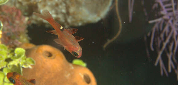 Image of Whitestar Cardinalfish