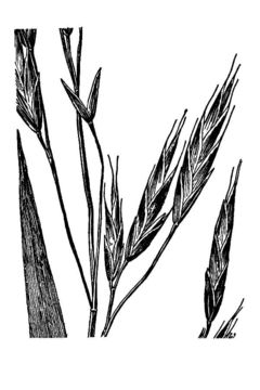 Image of Aleutian brome
