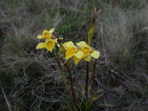 Plancia ëd Diuris monticola D. L. Jones