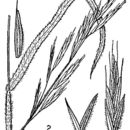Image of mountain brome