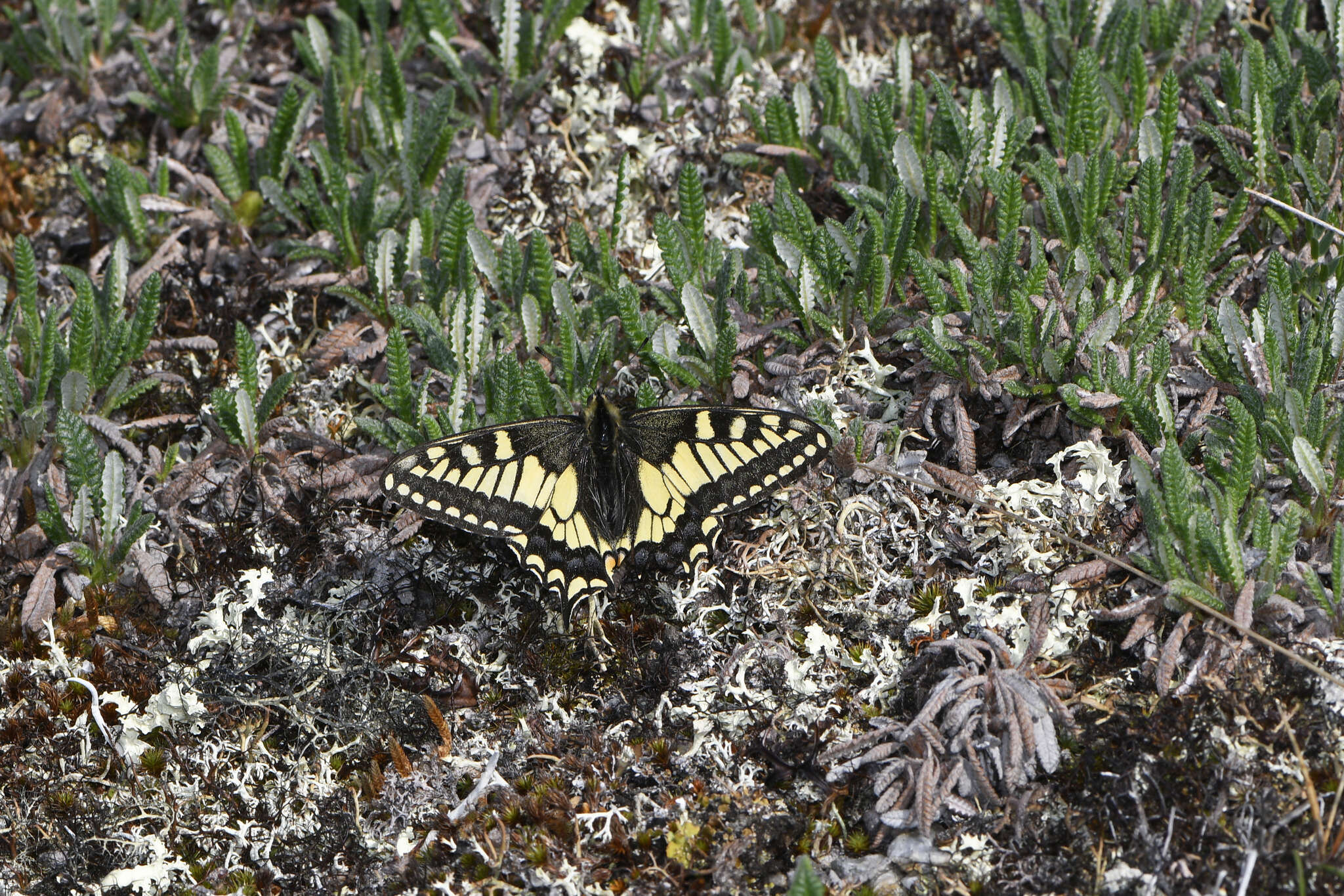 Imagem de <i>Papilio machaon aliaska</i>