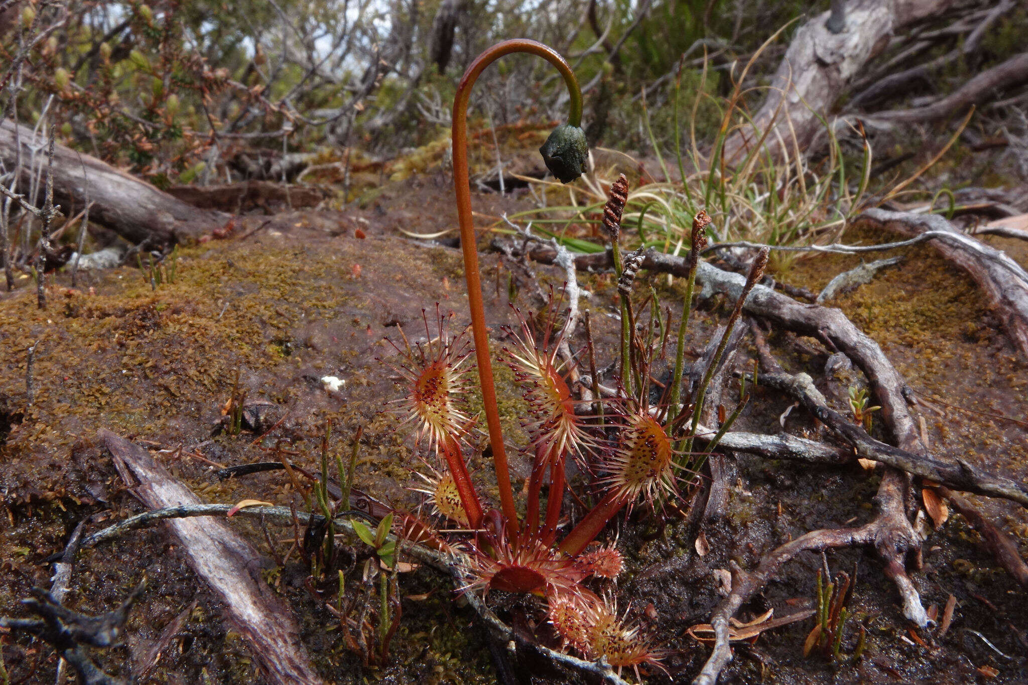 Imagem de Drosera stenopetala Hook. fil.