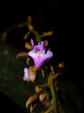 Plancia ëd Macropsychanthus macrocarpus