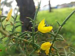 Plancia ëd Ulex australis subsp. welwitschianus