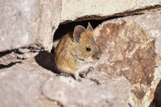 Image of Bolivian Big-eared Mouse