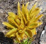 Image of Meconopsis paniculata (D. Don) Prain