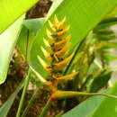 Image of Heliconia librata Griggs