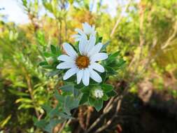 Imagem de Osmitopsis asteriscoides (L.) C. F. Less.