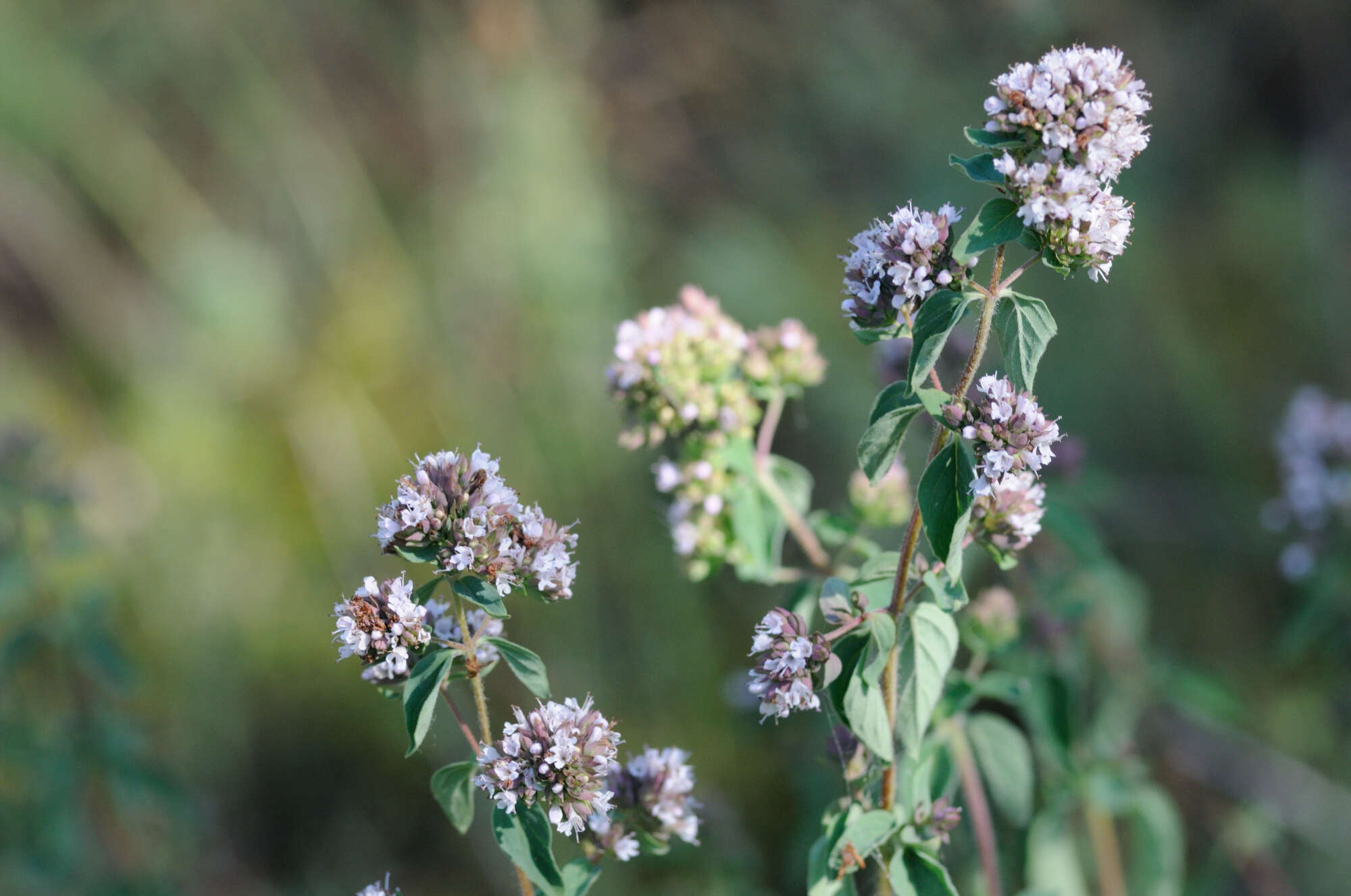 Image of oregano