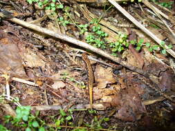 Image of Pygmy Salamander