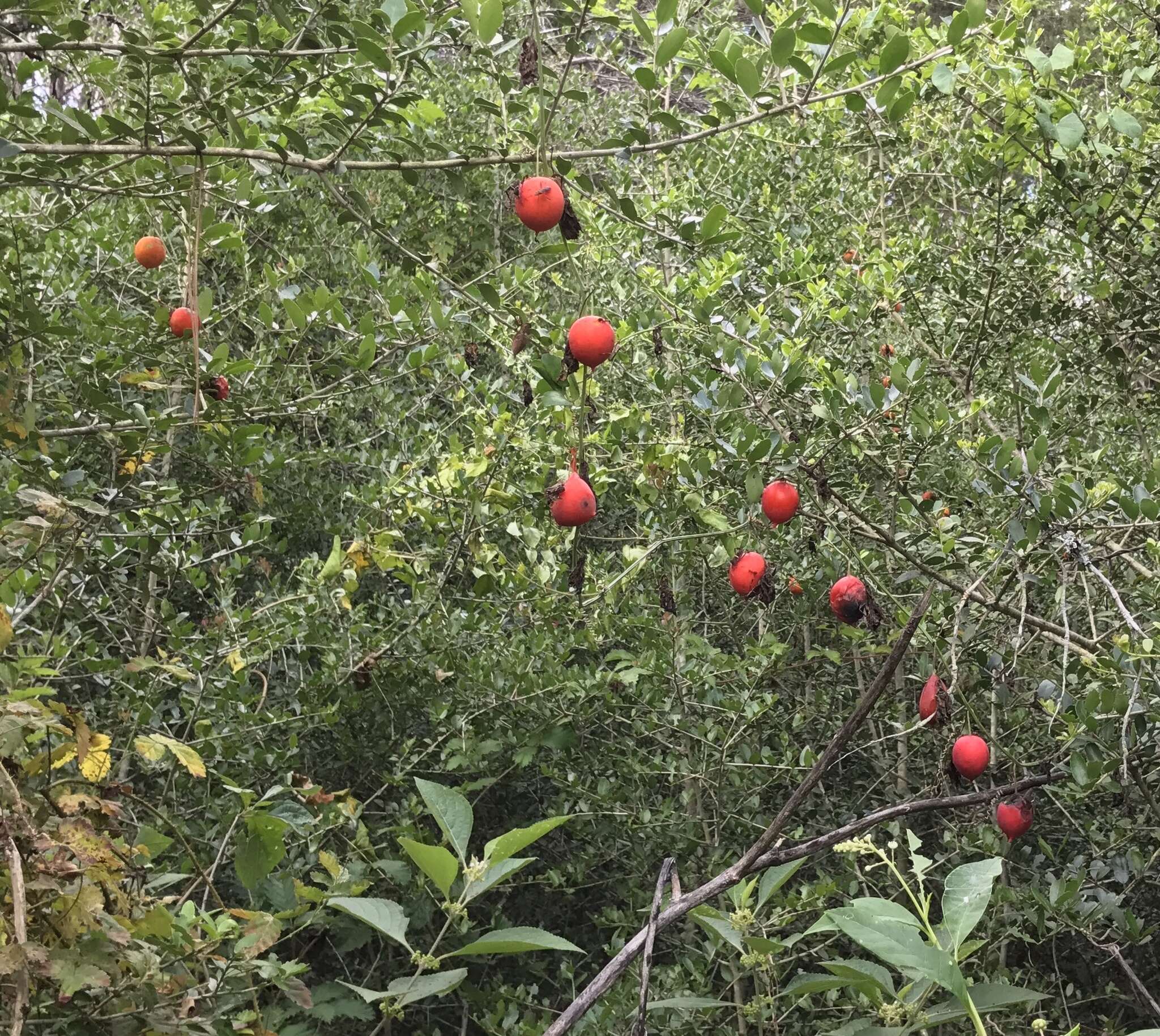 Image of Ibervillea lindheimeri (A. Gray) Greene