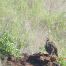 Image of Buteo jamaicensis socorroensis Nelson 1898