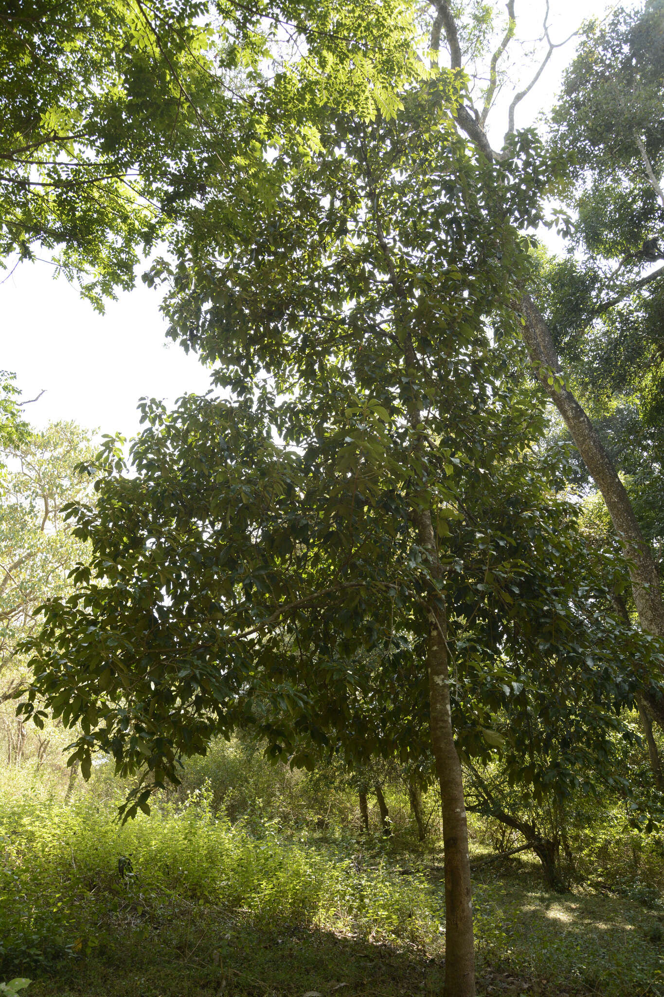 Actinodaphne quinqueflora (Dennst.) M. R. Almeida & S. M. Almeida resmi