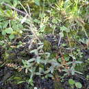 Image of Epilobium pictum Petrie