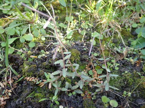 Image de Epilobium pictum Petrie